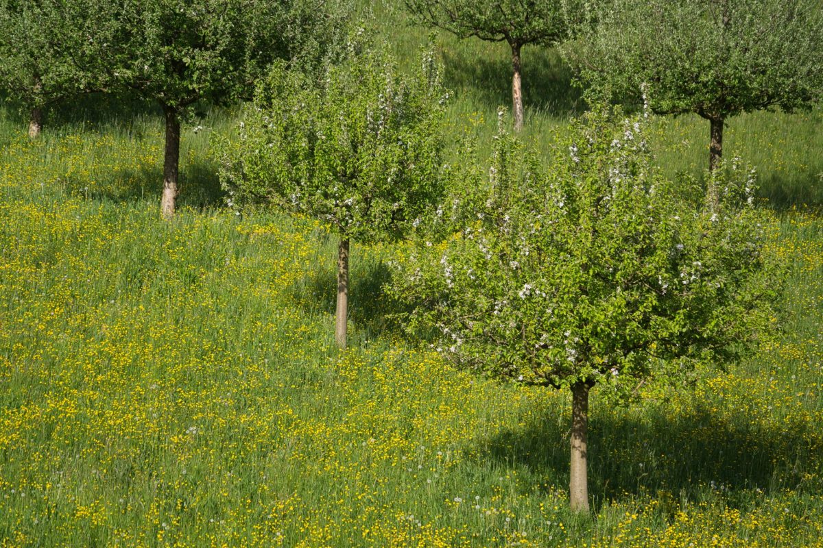 Vivre sereinement pendant la saison des allergies : stratégies efficaces